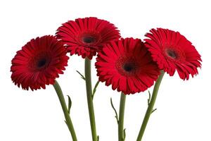 Red gerbera flower on white background photo