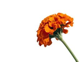 Bright red flowers on white background photo