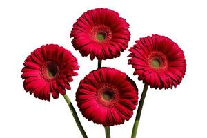 Pink gerbera flowers on white background photo