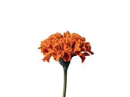 Bright red flower on white background photo