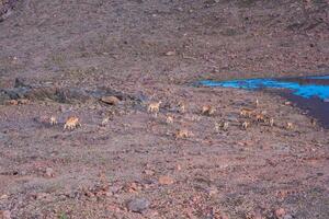 wild mountain goats-antelopes on a rock slide on the site of a melted glacier in the highlands photo