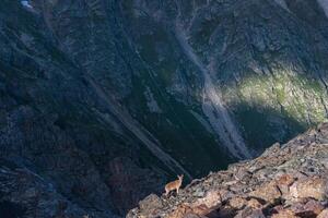 wild ibex mountain goat on a rocky scree with a mountain slope in the background photo