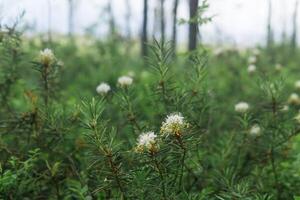 blurred natural background with white ledum flowers on the edge of the swamp photo