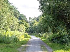 Trail through Wheldrake Woods, North Yorkshire, England photo