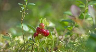 Lingonberry plants with red berries in a forest setting, surrounded by moss and foliage photo