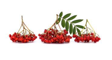 Vibrant red rowan berries isolated on white background with green leaves photo