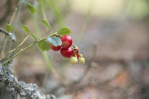 Lingonberry plants with red berries in a forest setting, surrounded by moss and foliage photo
