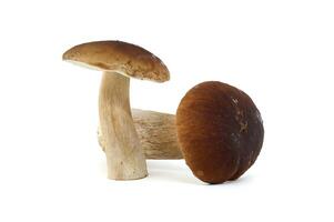 Fresh boletus mushrooms isolated on white background for culinary use photo