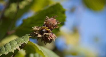 Close-up of a hazelnut growing on a tree in a sunny environment with blue sky background photo