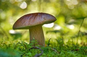 Wild cep mushroom growing in a green forest during daylight with beautiful bokeh background photo
