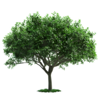 Tree Isolated on transparent background png