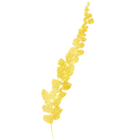 A Long Shimmery Gold Plant with Leaves on a Transparent Background png