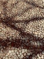 Shadows of tree branches fall on a patterned pavement, creating a dappled light effect and an artistic contrast. photo