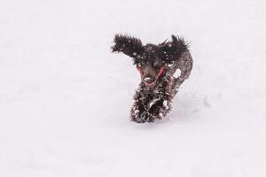 Russian spaniel dog walking outside in winter, playing with me, coming into snowdrifts. The benefits of active walks for hunting dogs photo