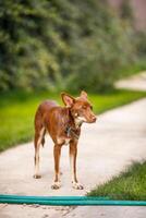Australian Kelpie puppy outside in the yard on the green lawn photo