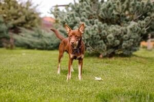 Australian Kelpie puppy outside in the yard on the green lawn photo