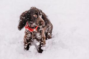 Russian spaniel dog walking outside in winter, playing with me, coming into snowdrifts. The benefits of active walks for hunting dogs photo