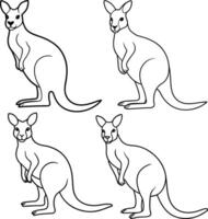 Kangaroo outline illustration package or line art or sketch standing upright with a pouch visible drawn with clean lines on a white background vector