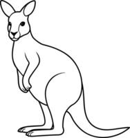 Kangaroo outline or line art or sketch illustration standing upright with a pouch visible drawn with clean lines on a white background vector