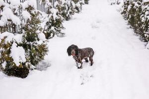 Russian spaniel dog walking outside in winter, playing with me, coming into snowdrifts. The benefits of active walks for hunting dogs photo