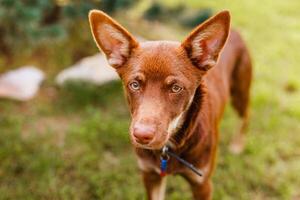 Australian Kelpie puppy outside in the yard on the green lawn photo