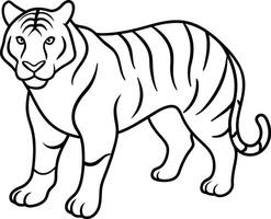 An outline illustration of a tiger prowling forward with an intense gaze depicted with simple lines on a white background vector