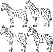 The jungle animal of Zebra outline or line art or sketch illustration, standing side-on with its distinctive striped pattern represented by clean lines on a white background. vector