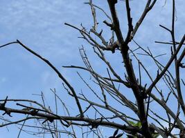 tree branches against the sky photo