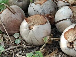 close up view of ripe coconuts on the ground. photo