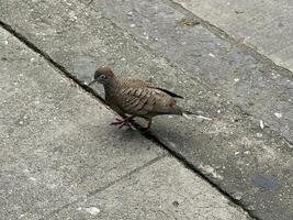 close up shot of a pigeon sitting on the pavement photo