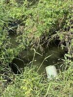 water in the forest photo