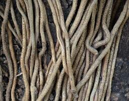 roots of the tree. photo