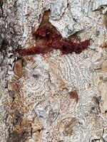 old bark tree texture photo