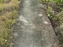 old concrete floor texture in nature garden photo