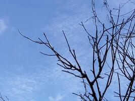 tree branches in the forest photo