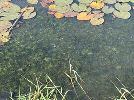 Ceratophyllum demersum in fish pond photo