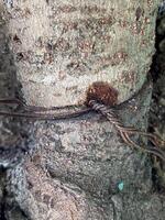 tree bark texture with rusty wire photo