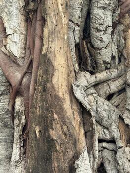 tree trunk texture macro shot photo
