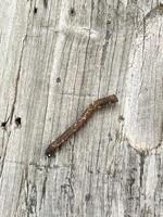 wood background with a texture of wood. rusty nail on wooden texture photo