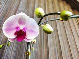 Pink Phalaenopsis or dendrobium moth Orchid flowers in winter or spring. Selective focus. Idea concept design with copy space added text. photo