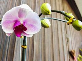 Pink Phalaenopsis or dendrobium moth Orchid flowers in winter or spring. Selective focus. Idea concept design with copy space added text. photo