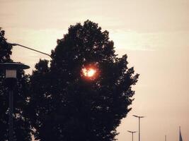 the sun in a tree photo