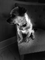 Cute Puppy Love photo