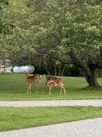 Deer in Haliburton photo