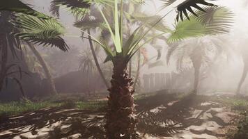 Palm Tree Standing in Foggy Forest video