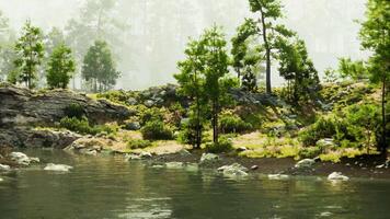 A river running through a lush green forest video