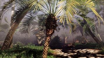 A palm tree in the middle of a forest video
