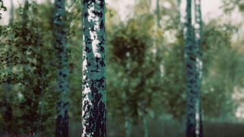 Group of Birch Trees in Grass video