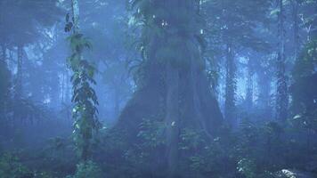 Dense Forest With Tall Trees video