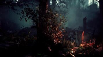 Dark Forest Scene With Trees and Bushes video